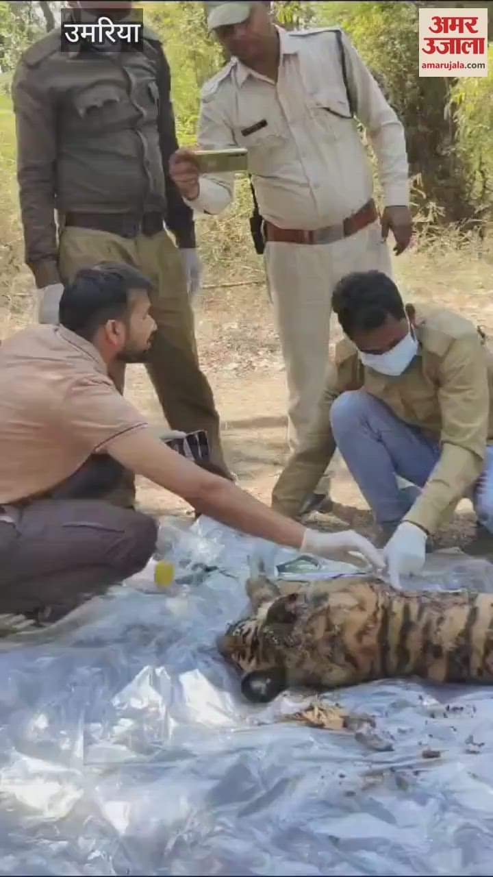 Umaria News Painful death of tiger cub in Bandhavgarh Tiger Reserve