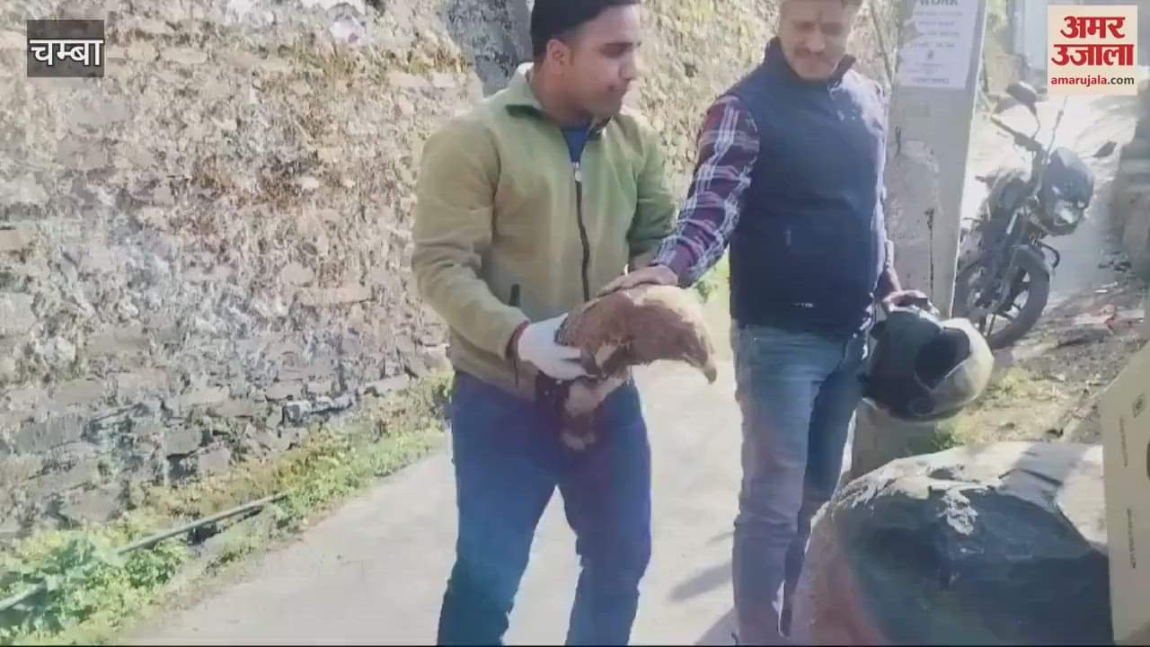 VIDEO : Forest department team rescued red kite on Jansali-ITI road