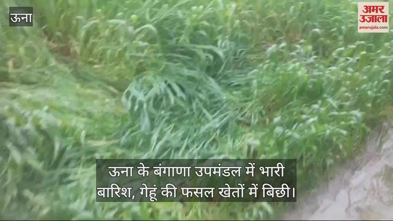 VIDEO : Heavy rain in Una's Bangana subdivision, wheat crop lying in the fields