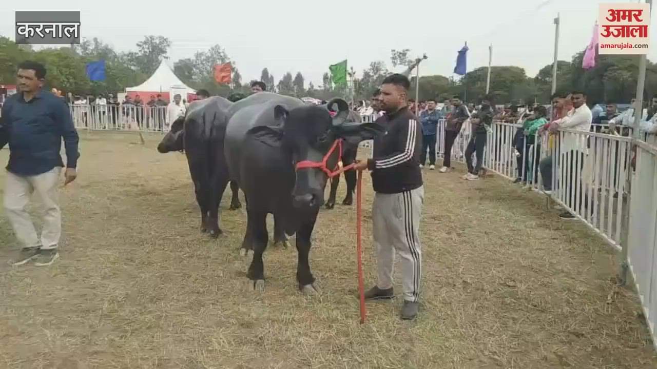 VIDEO : Three-day National Dairy Fair at Karnal NDRI, Kaithal's Sanjeev Kumar's buffalo first