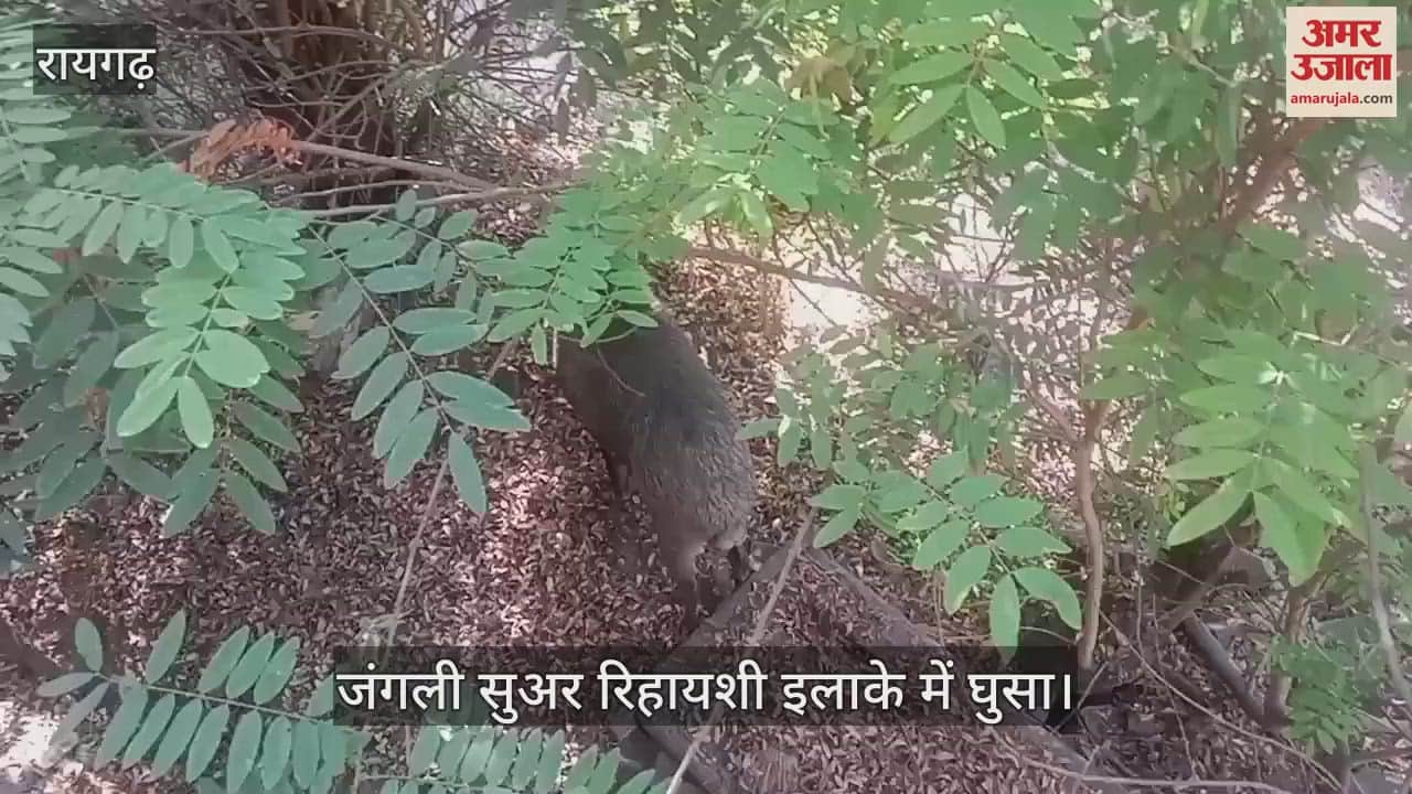 VIDEO : There was chaos as a wild boar entered the residential area, the forest department team rescued it