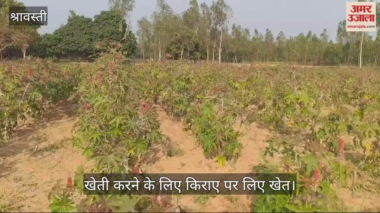 VIDEO : श्रावस्ती: निष्प्रयोज्य भूमि पर शिक्षक का नया प्रयोग, जंगल किनारे किराए पर खेत लेकर कर रहे अरंडी की खेती