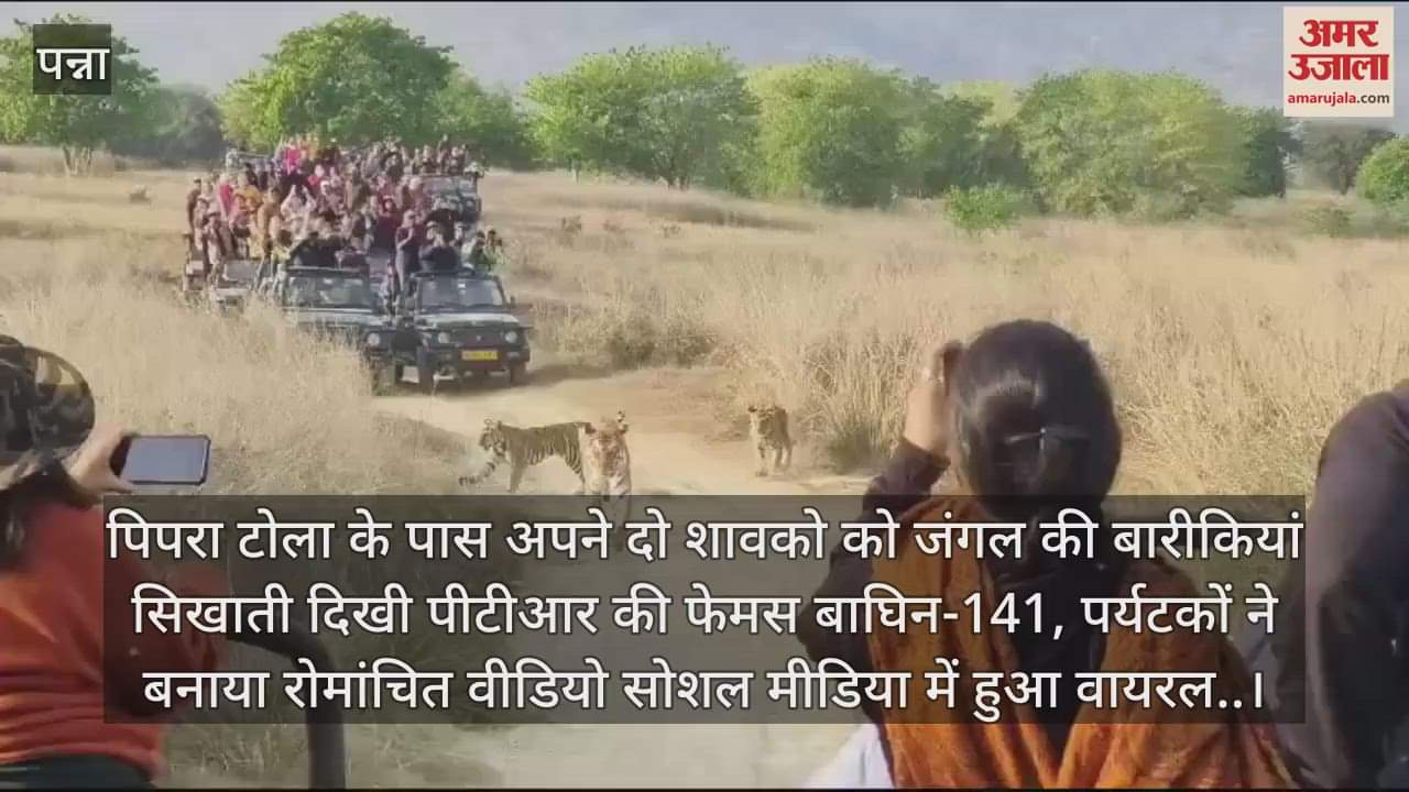 PTR's famous tigress-141 was seen teaching the nuances of the forest to her two cubs near Pipra Tola