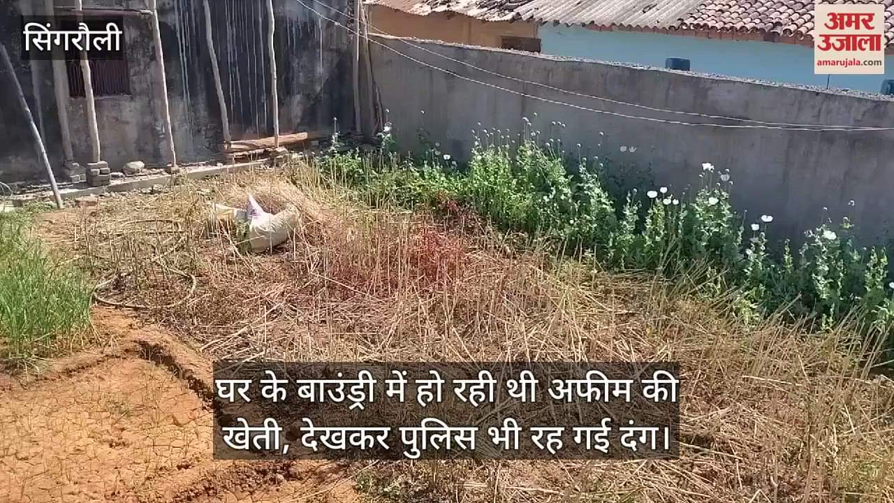 Singrauli News: Pension was not enough to make ends meet, so greed for money led to opium cultivation