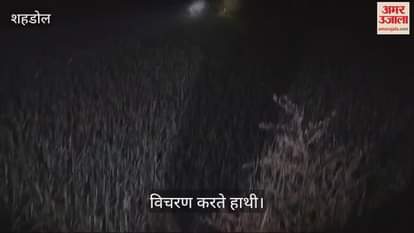 Movement of wild elephants in Shahargarh of Beohari, Forest Department has made monitoring