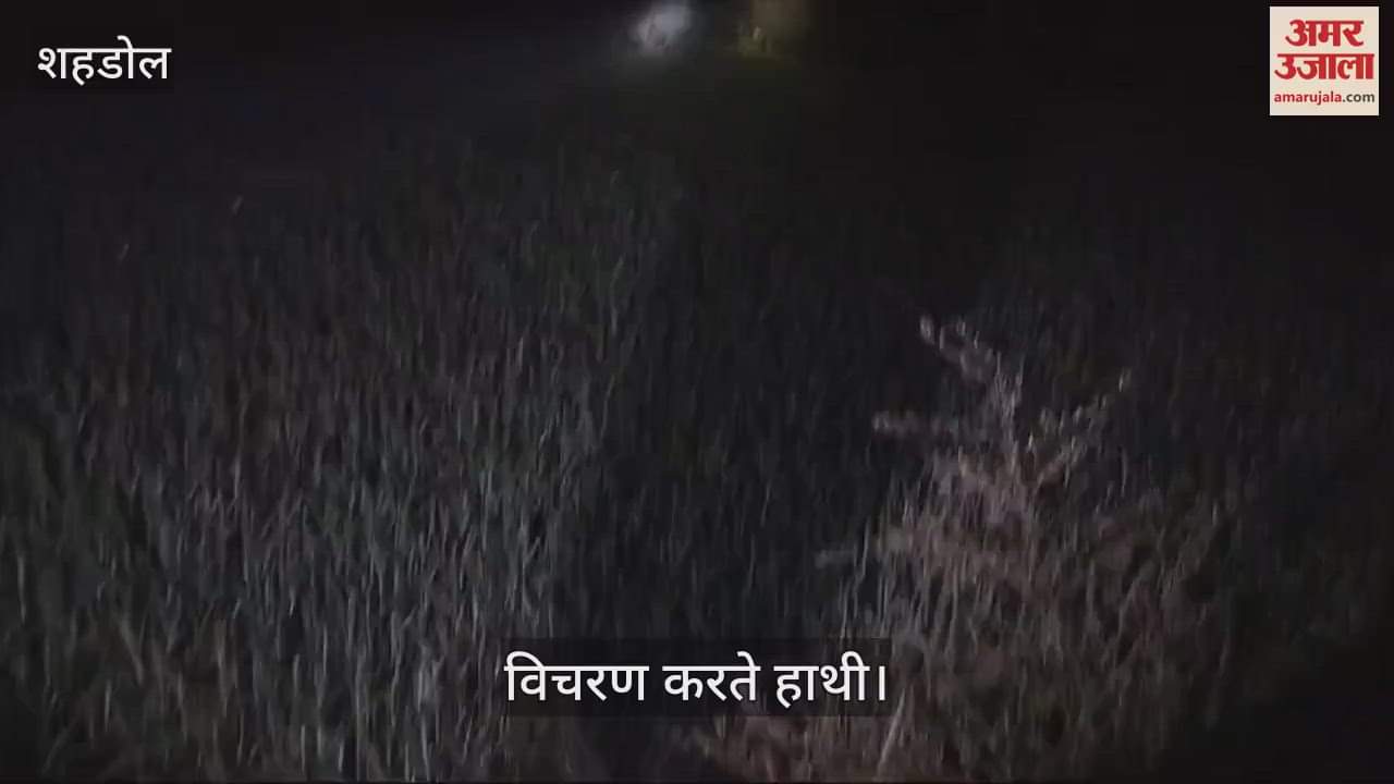 Movement of wild elephants in Shahargarh of Beohari, Forest Department has made monitoring