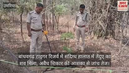 Umaria Leopard body found in suspicious circumstances in Bandhavgarh Tiger Reserve investigation intensified