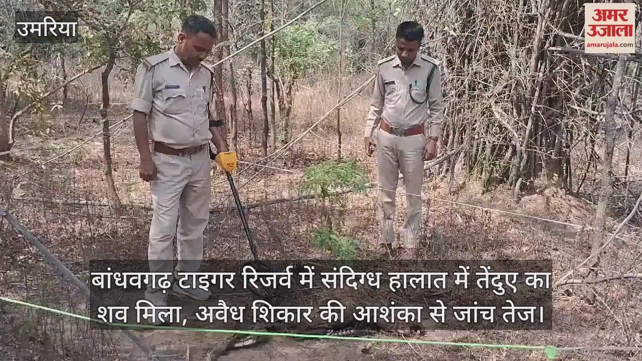Umaria Leopard body found in suspicious circumstances in Bandhavgarh Tiger Reserve investigation intensified