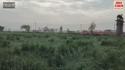 VIDEO : Wheat crop was destroyed due to strong storm in Bhiwani on Friday