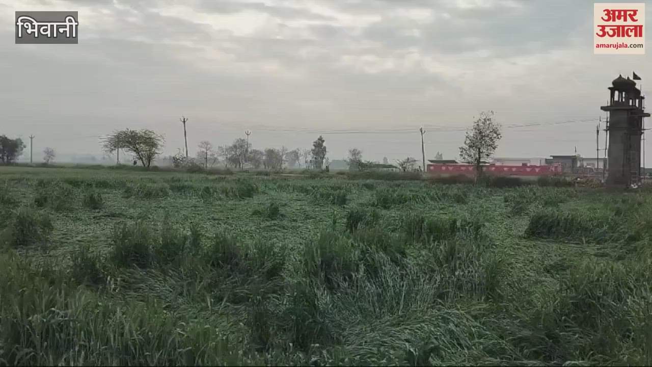 VIDEO : Wheat crop was destroyed due to strong storm in Bhiwani on Friday