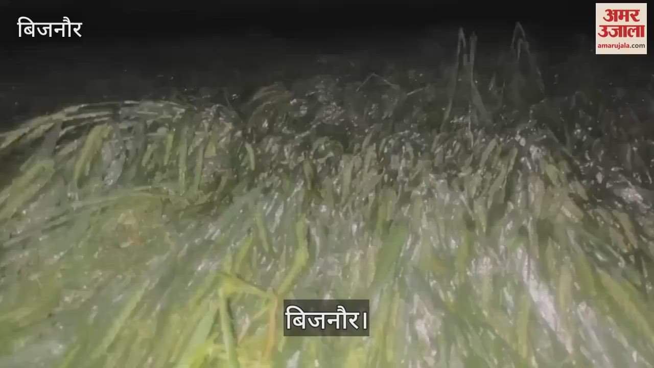 VIDEO : Heavy hailstorm in Bijnor destroyed wheat crop in fields, farmers worried