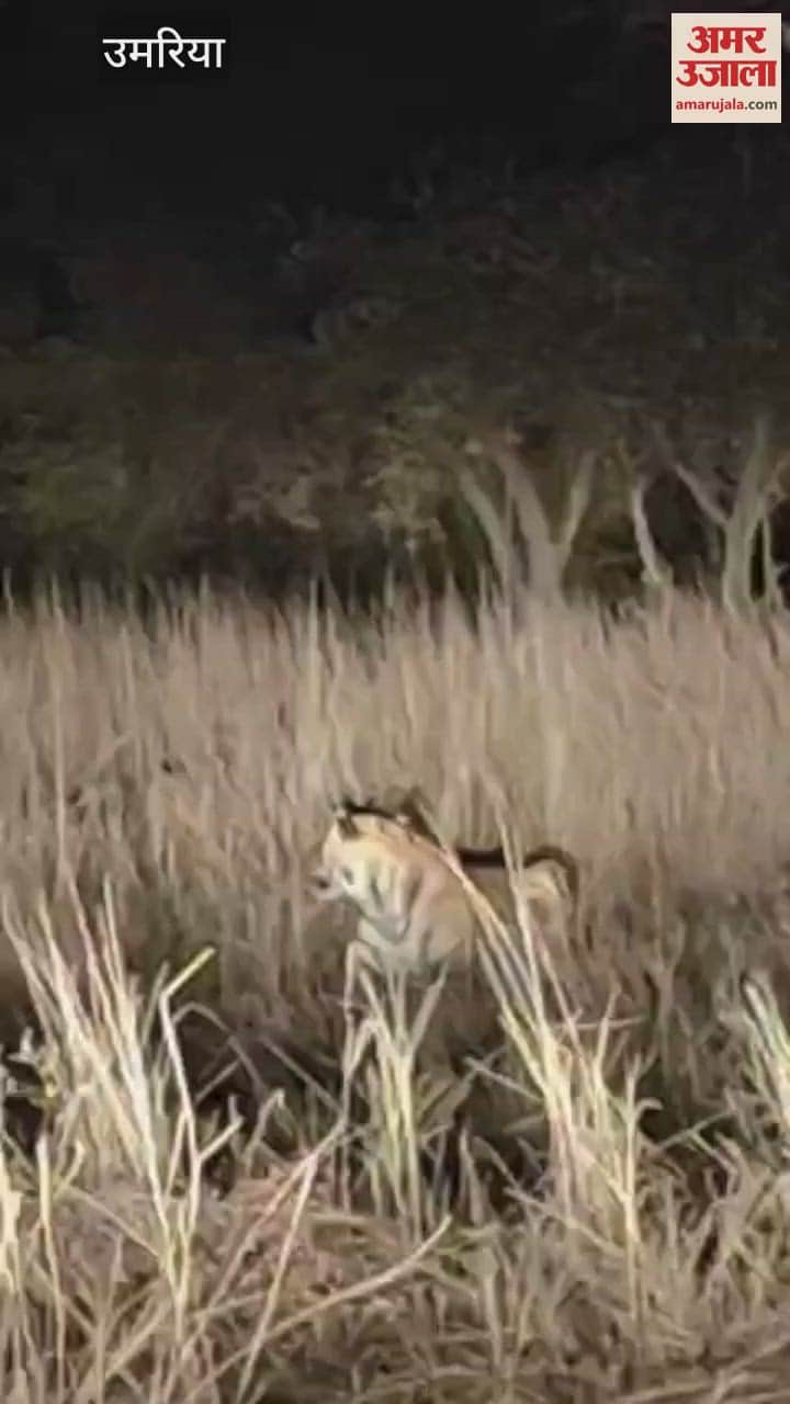 Tiger threat on Gaur Conservation Project, Administration becomes alert