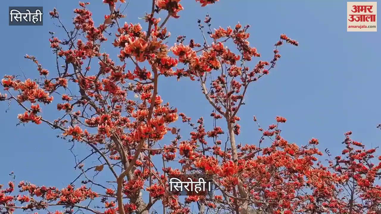 Sirohi News This flower is full of medicinal properties spring comes with change in weather know its benefits