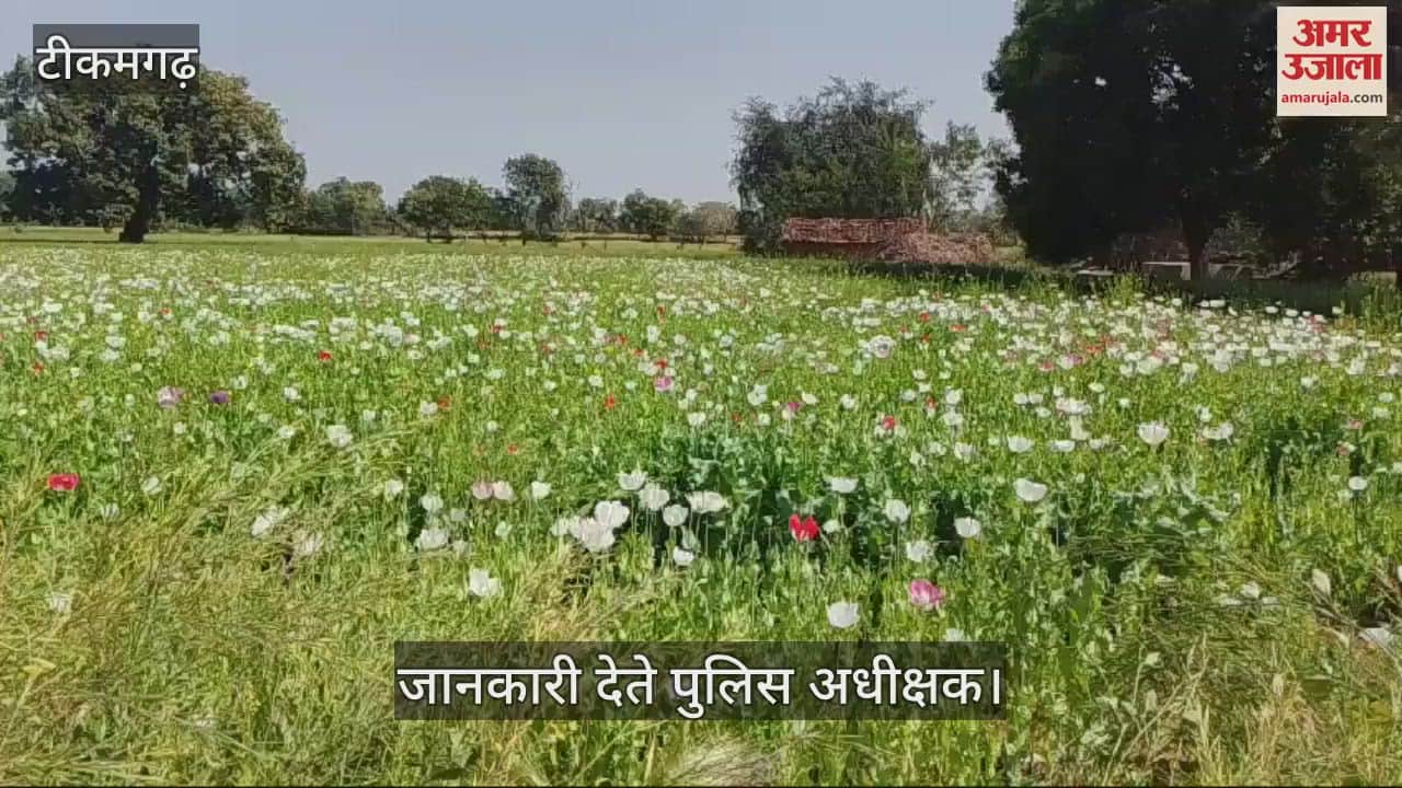 Police seized opium trees worth 2 crores in tikamgarh