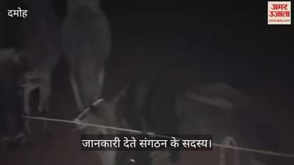 Bhagwati Manav Kalyan Sansthan caught a container full of illegal cattle