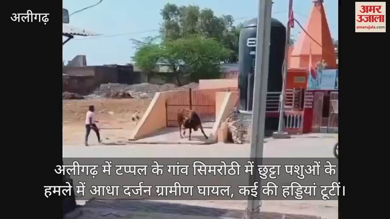 VIDEO : अलीगढ़ में टप्पल के गांव सिमरोठी में छुट्टा पशुओं के हमले में आधा दर्जन ग्रामीण घायल, कई की हड्डियां टूटीं