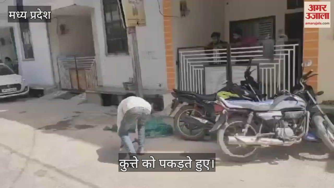 MP News Terror of dogs in Neemuch more than 100 people were made victims in a month sterilization scam exposed