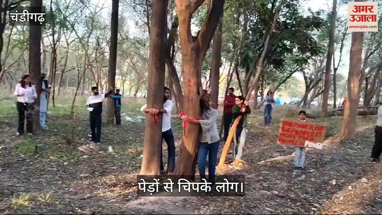 VIDEO : चंडीगढ़ में पेड़ों से चिपक गए लोग...
