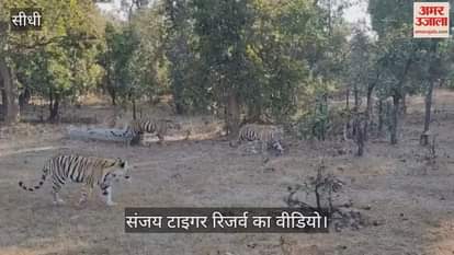Video of T208 tigress and her companions goes viral