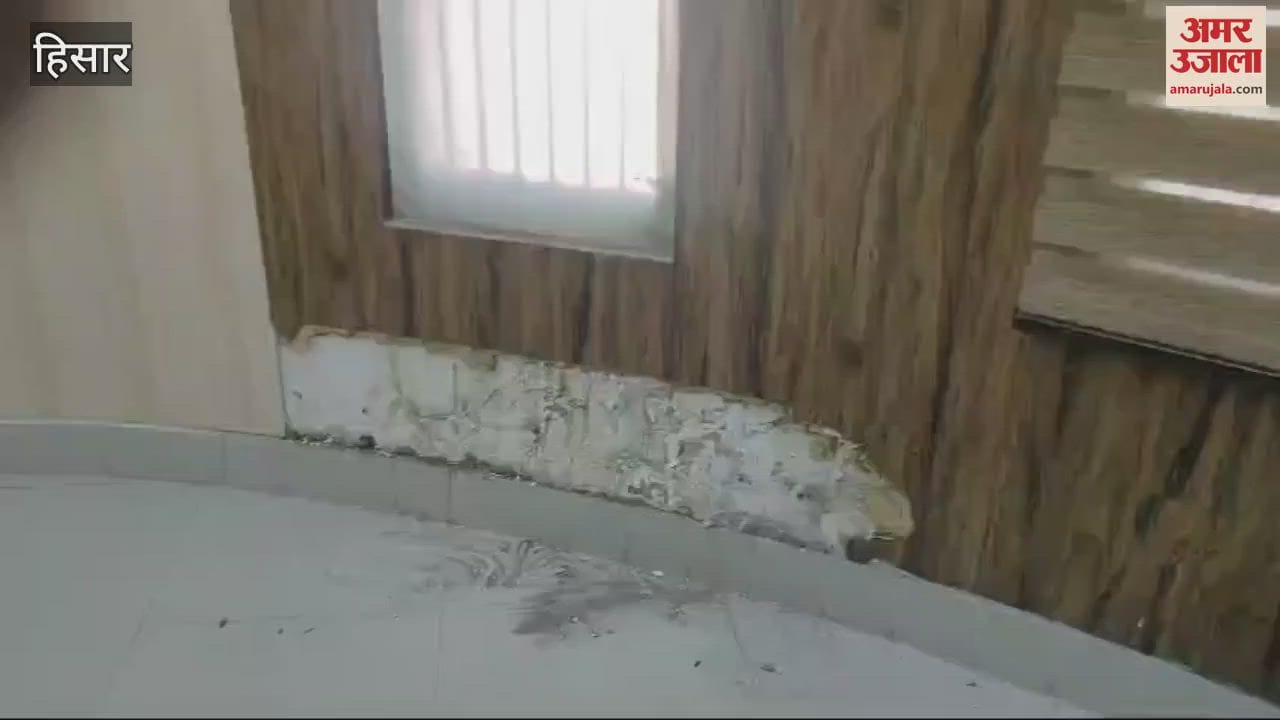 VIDEO : Termites ate away the mayor's office in Hisar Municipal Corporation