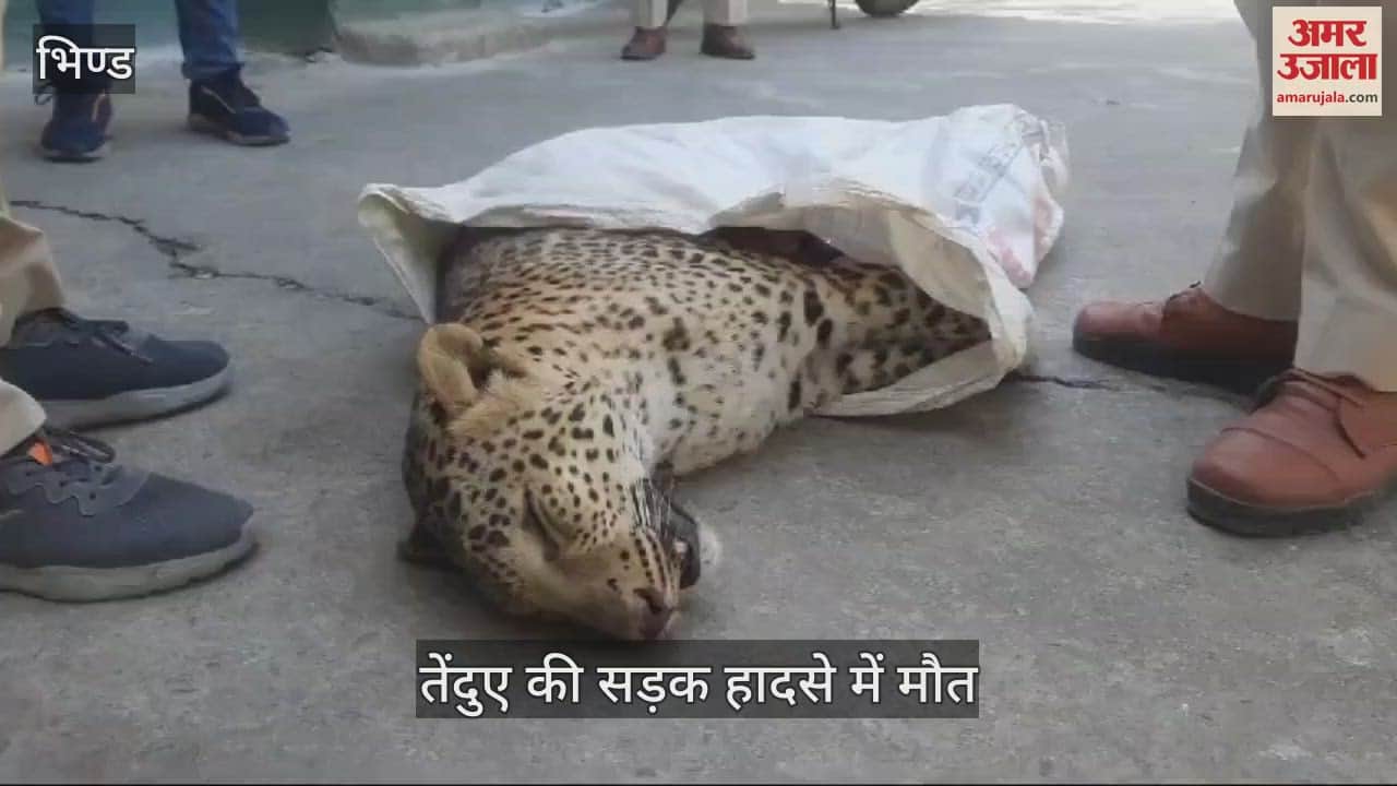 Bhind News Leopard died in road accident hit by an unknown vehicle while crossing highway
