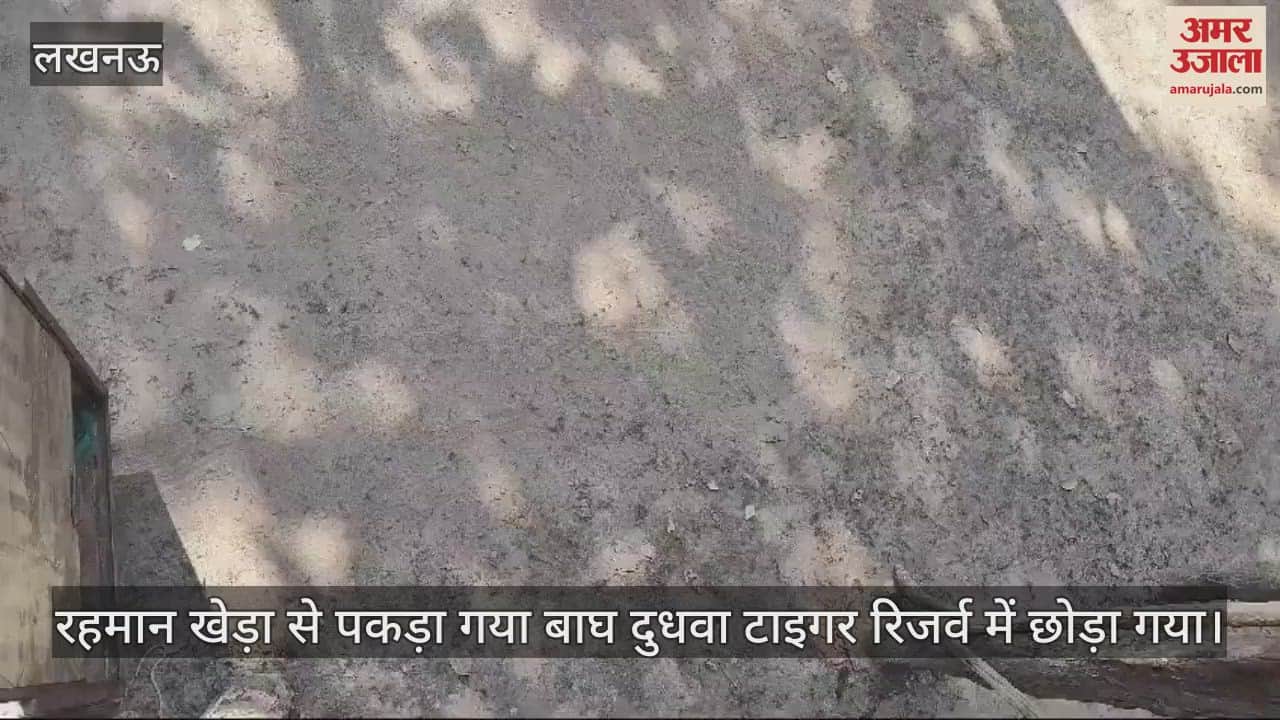 VIDEO : रहमान खेड़ा से पकड़ा गया बाघ दुधवा टाइगर रिजर्व में छोड़ा गया