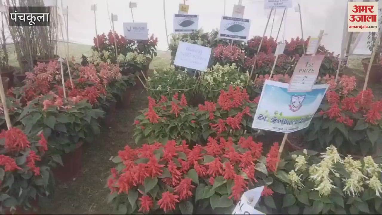 VIDEO : People gathered in Panchkula for Basant Utsav