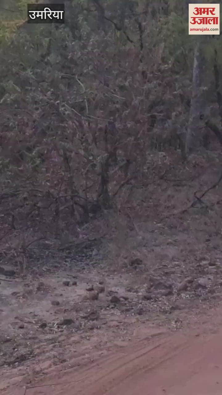 Tourists get rare sighting of tiger Bajrang in Bandhavgarh Tiger Reserve