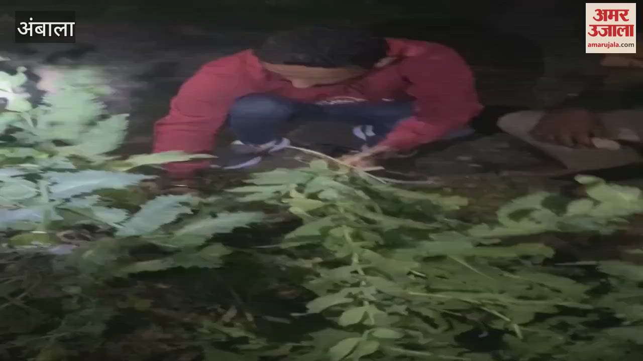VIDEO : Opium plants were grown among vegetables in Ambala, accused arrested