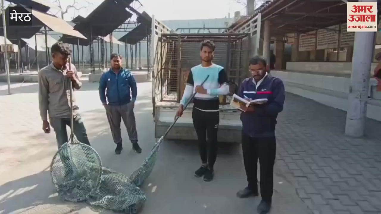 VIDEO : Meerut: Campaign launched to catch stray dogs