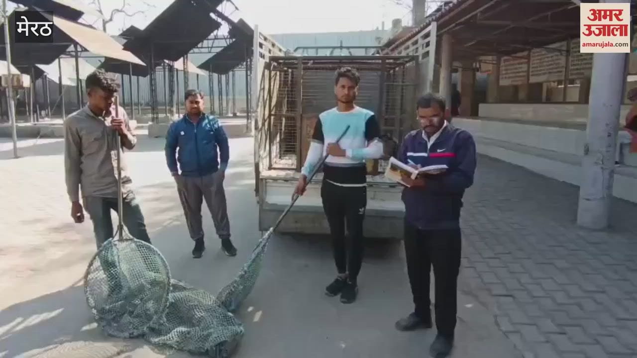 VIDEO : Meerut: Campaign launched to catch stray dogs