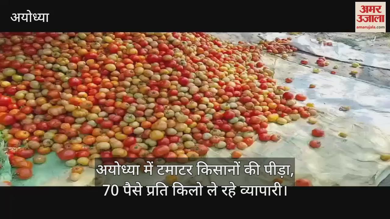 VIDEO : अयोध्या में टमाटर किसानों की पीड़ा, 70 पैसे प्रति किलो ले रहे व्यापारी; नष्ट करने के मजबूर किसान