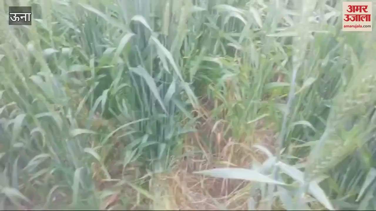 VIDEO : Rain and strong winds have damaged the wheat crop