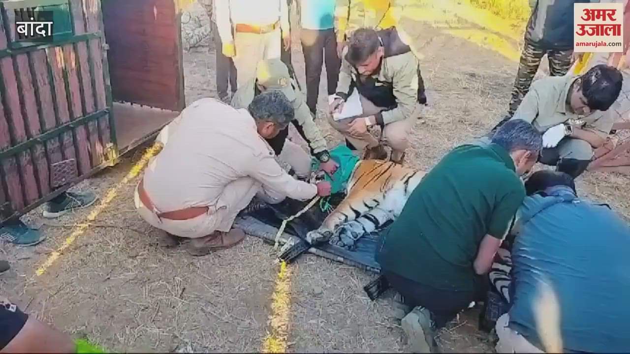 VIDEO : Tigress rescued and sedated in Banda, sent to Madhav National Park Shivpuri