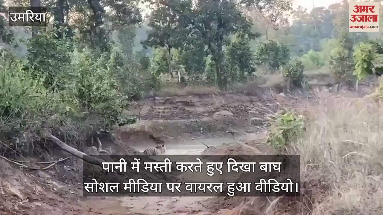 Tiger had fun in water in Umaria Bandhavgarh Tiger Reserve