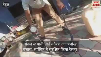 Betul News: A snake friend rescued a cobra snake that entered the house and released it in the forest