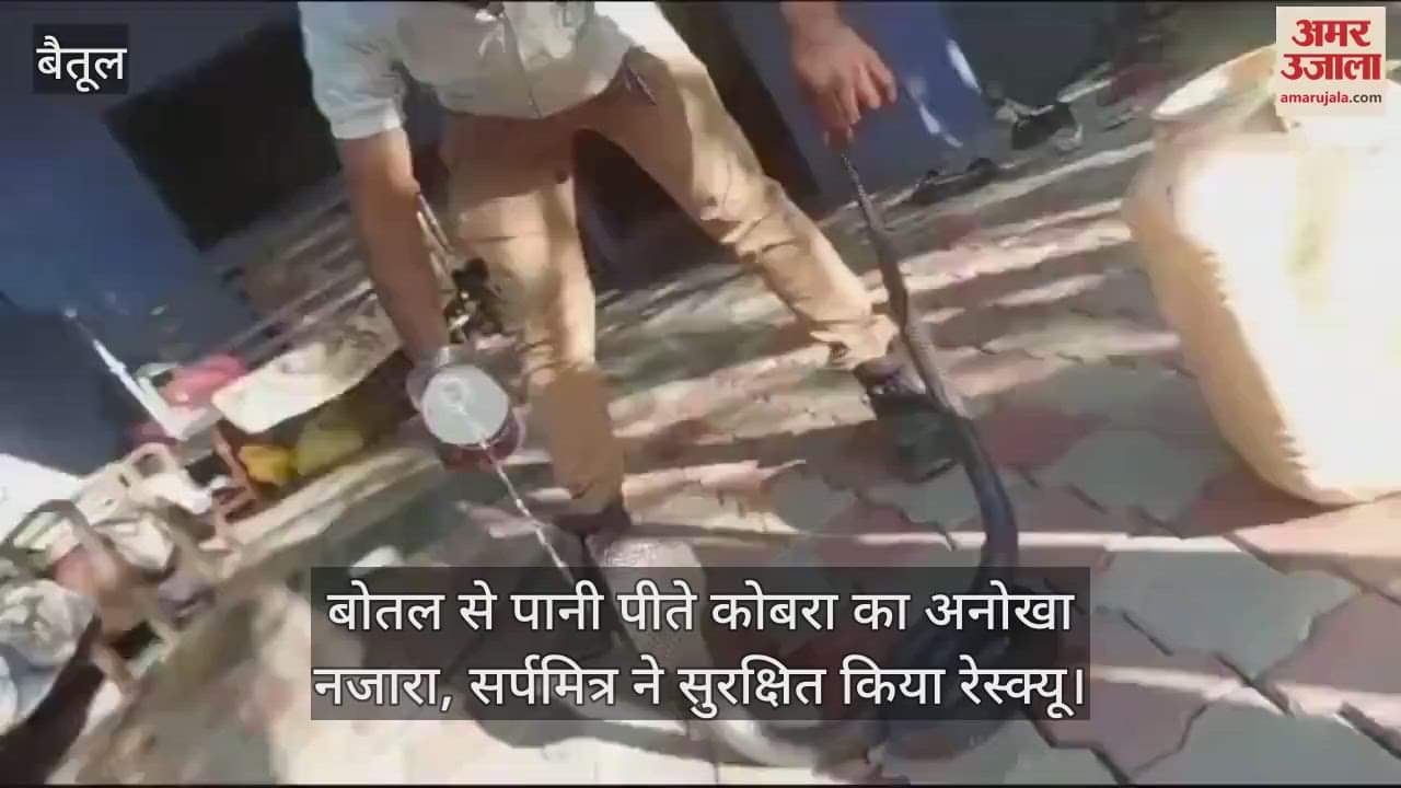 Betul News: A snake friend rescued a cobra snake that entered the house and released it in the forest