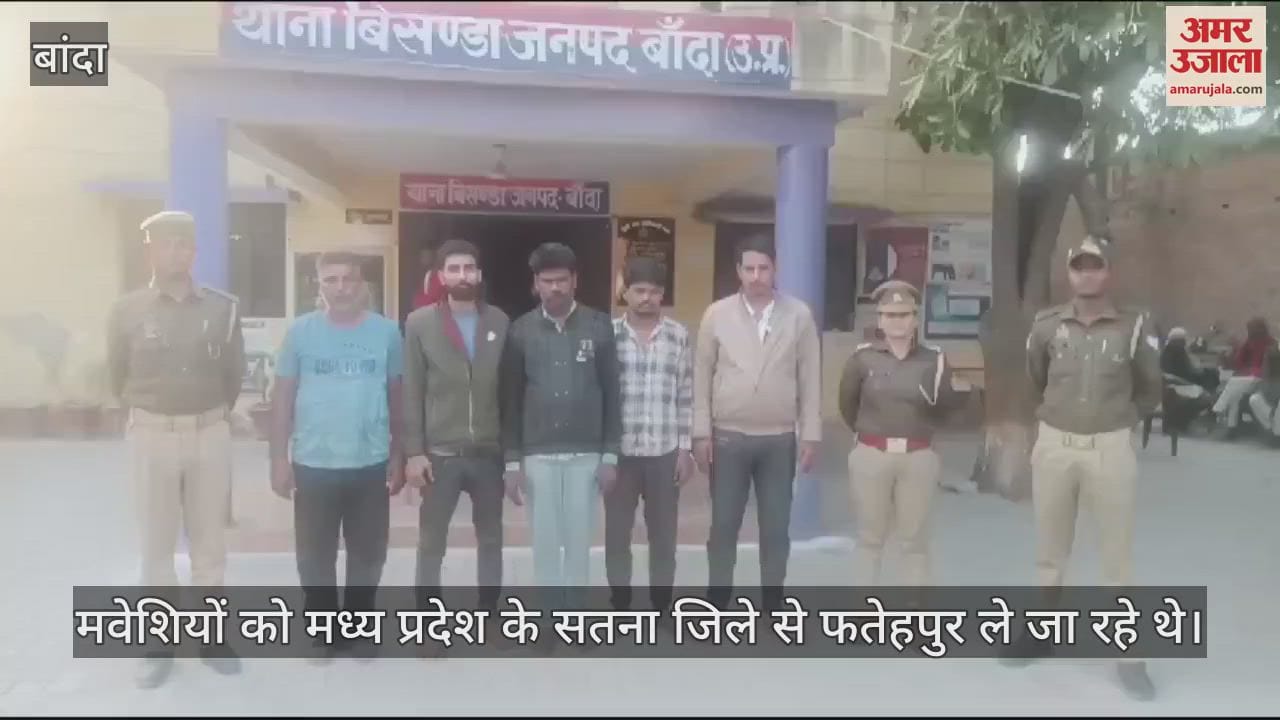 VIDEO : 18 buffaloes and 32 calves recovered from truck and DCM in Banda, five arrested