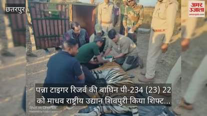 Panna Tiger Reserve: Tigress P-234 from Panna Tiger Reserve sent to Madhav Tiger Reserve, Shivpuri