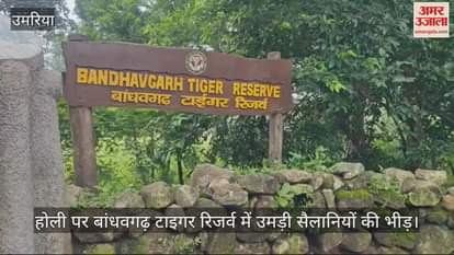 Huge crowd of tourists gathered in Bandhavgarh Tiger Reserve on Holi