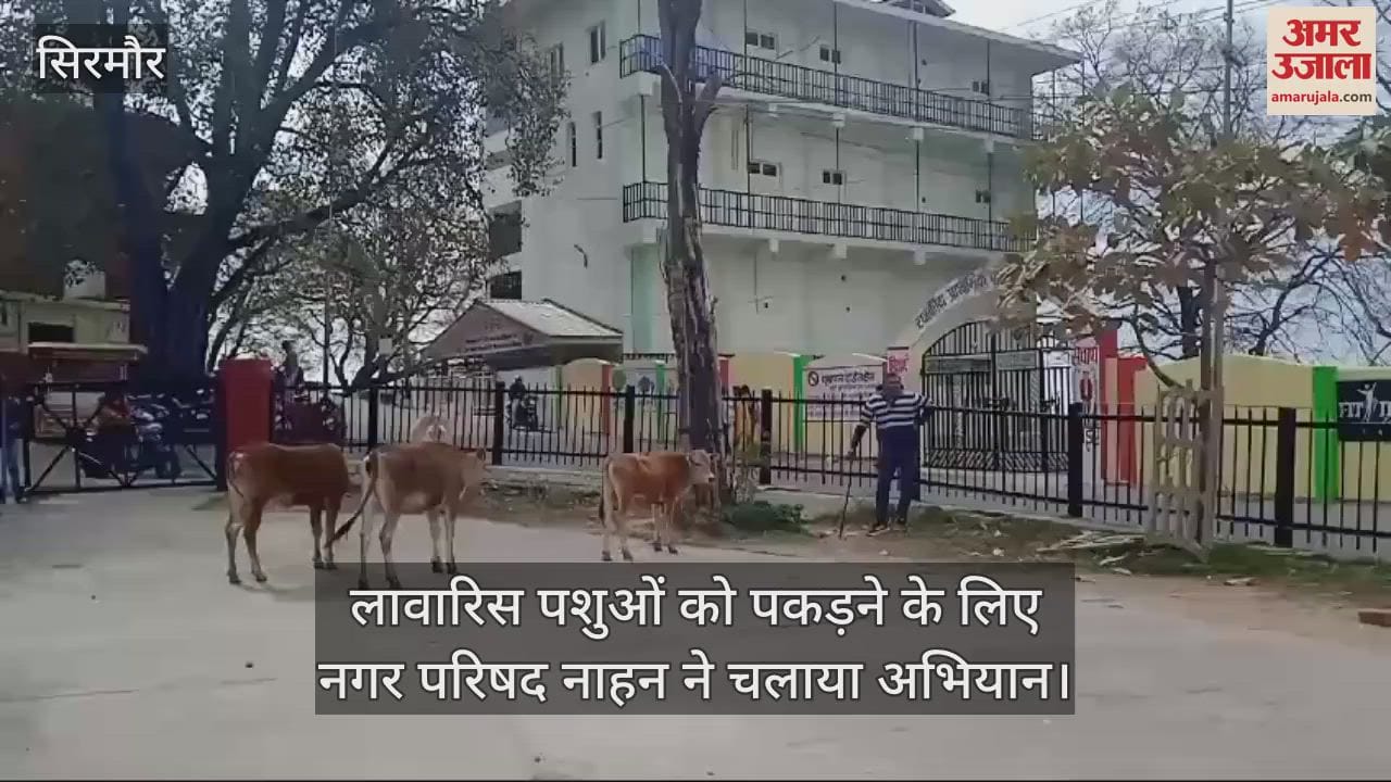 VIDEO : Nahan Municipal Council launched a campaign to catch stray animals