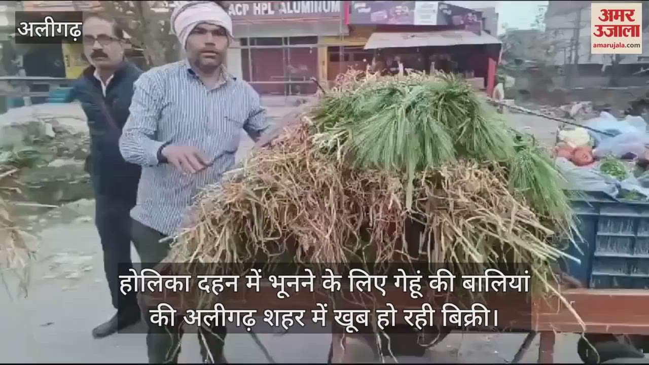 VIDEO : होलिका दहन में भूनने के लिए गेहूं की बालियां की अलीगढ़ शहर में खूब हो रही बिक्री