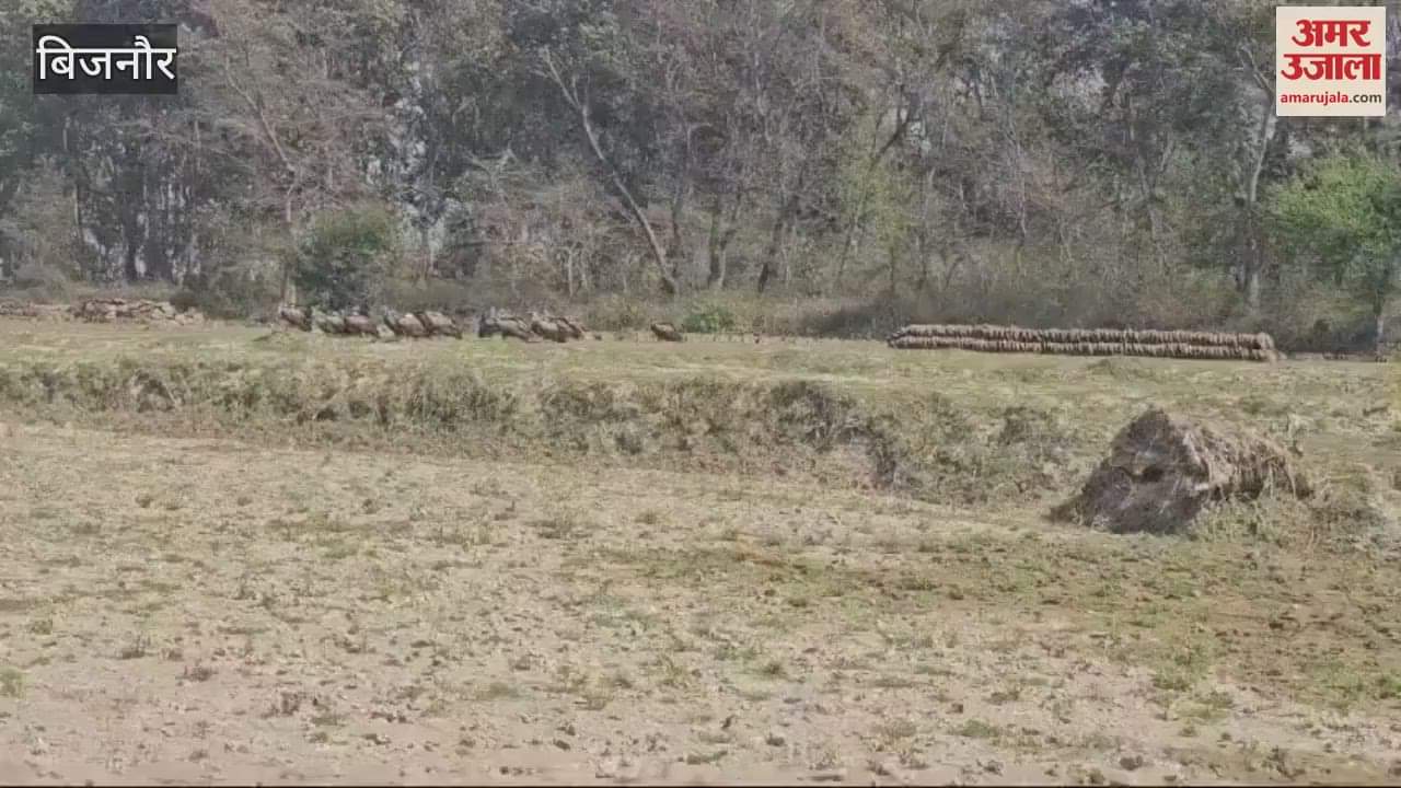 VIDEO : Bijnor: A flock of vultures seen in the population after 30 years