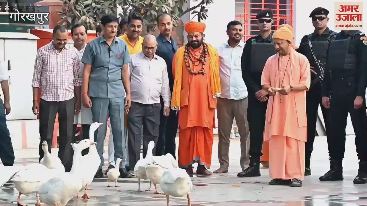VIDEO : CM Yogi fed the ducks and applied gulal to the calves and cows at Gorakhnath temple