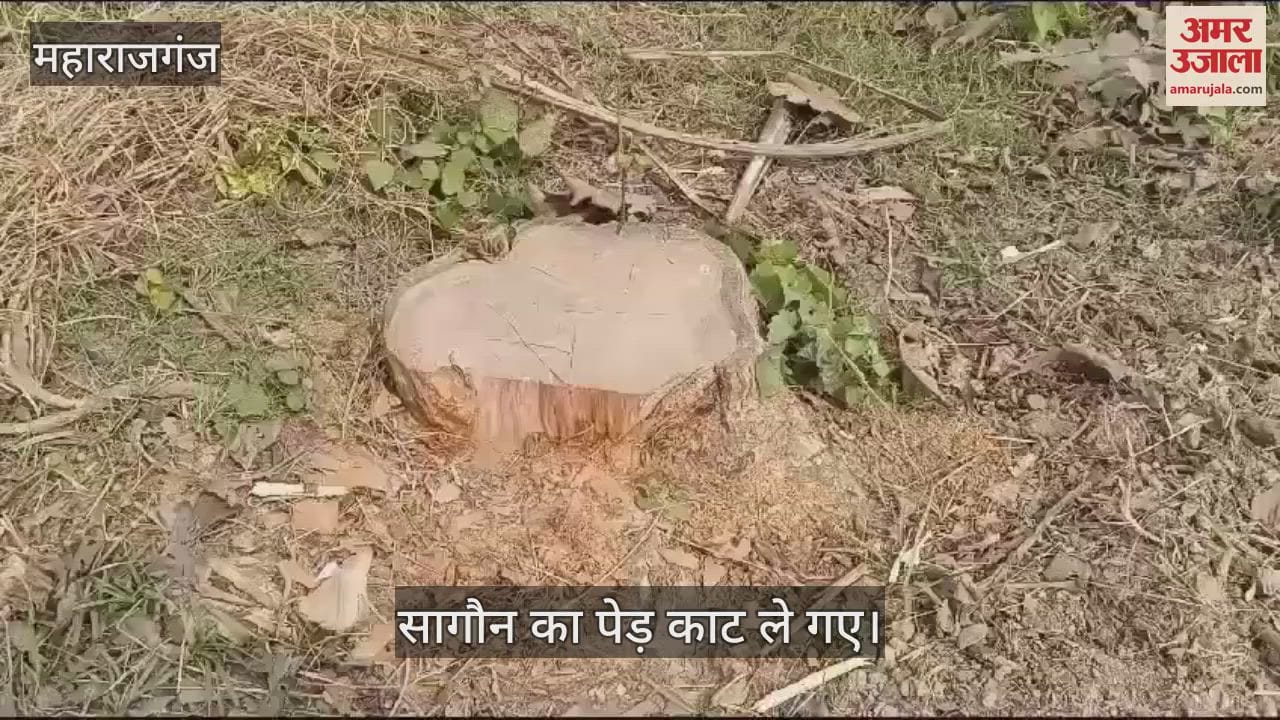 VIDEO : Thieves cut and took away the saugana trees from the farmer's field