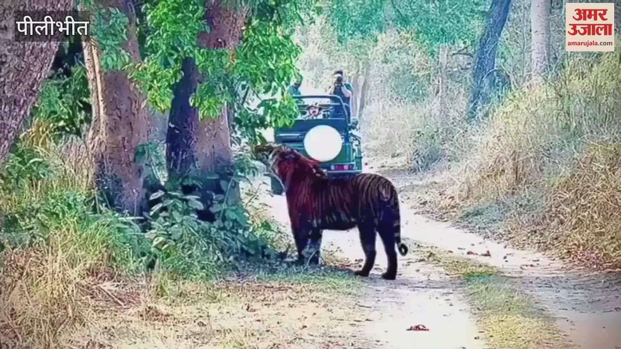 VIDEO : Tourists thrilled to see tiger climbing tree in Pilibhit Tiger Reserve