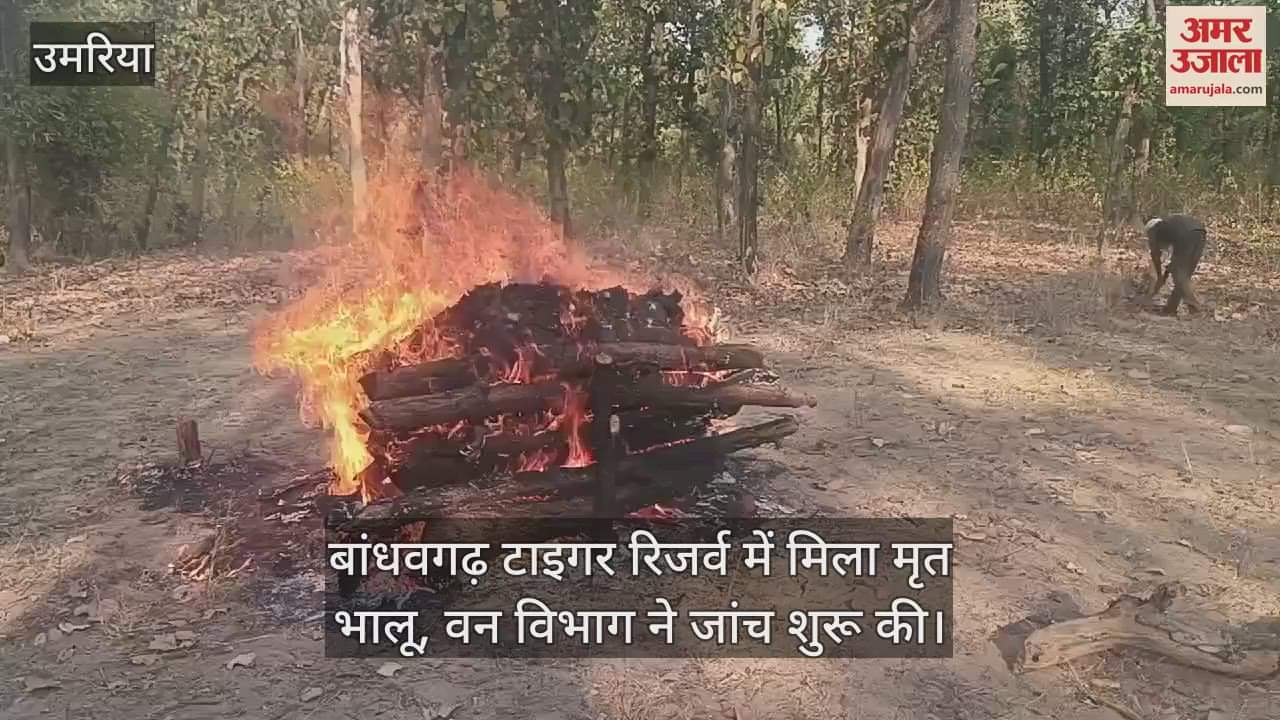 Dead bear found in Bandhavgarh Tiger Reserve, forest department starts investigation