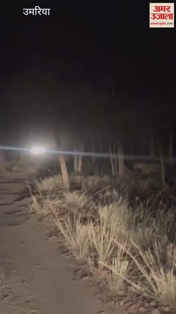 Tigress and her three cubs seen in the night safari of Bandhavgarh Tiger Reserve, video goes viral