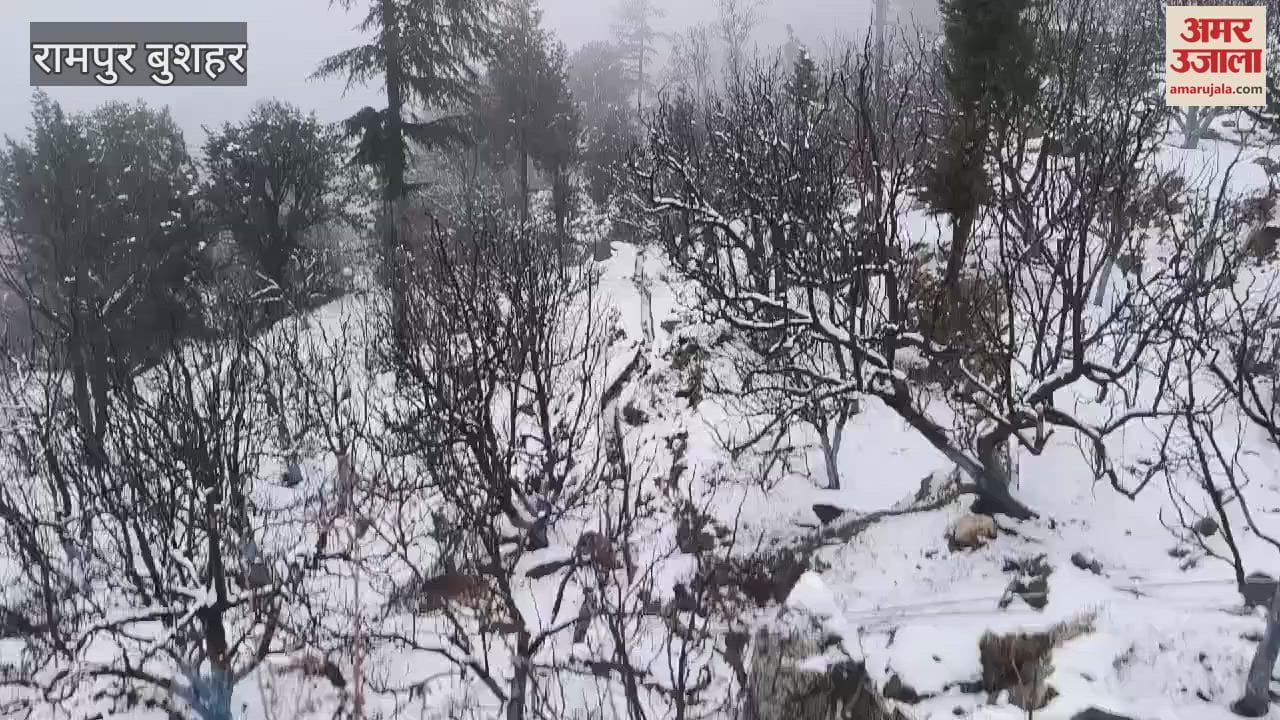 VIDEO : snowfall continued in the high altitude areas of Kinnaur Shimla and Kullu districts On Sunday