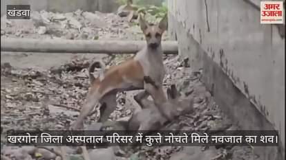 Khargone: Dogs were tearing apart the body of a newborn in the district hospital